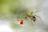 Spider on the net Spider (5kb)